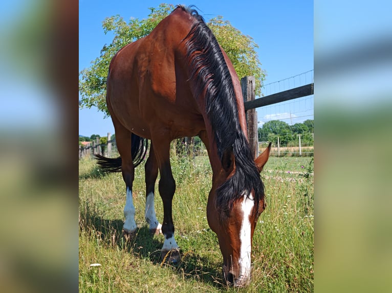 Poney de selle allemand Hongre 16 Ans 156 cm Bai in Schönau an der Triesting