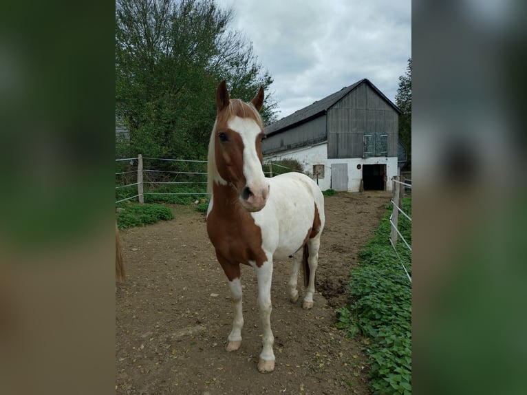 Poney de selle allemand Hongre 16 Ans Pinto in Kürten
