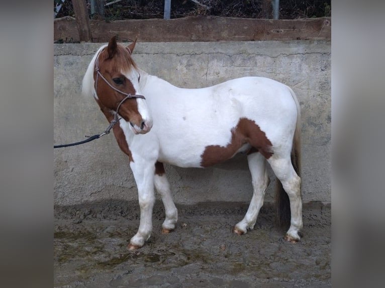 Poney de selle allemand Hongre 16 Ans Pinto in Kürten