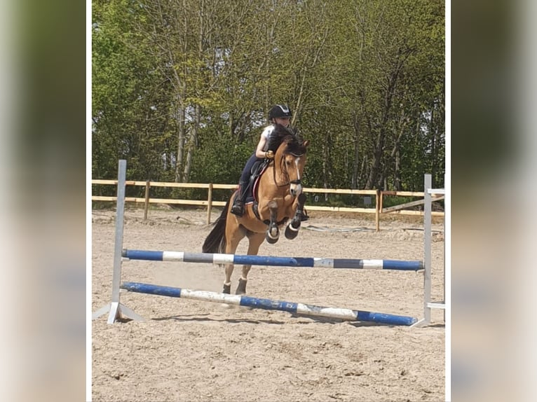 Poney de selle allemand Hongre 17 Ans 143 cm Isabelle in Jever
