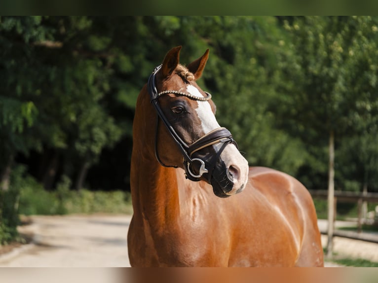 Poney de selle allemand Hongre 17 Ans 145 cm Alezan brûlé in Stahnsdorf