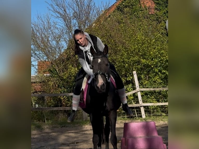 Poney de selle allemand Hongre 17 Ans 145 cm Bai brun in Kastorf