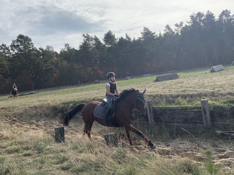 Poney de selle allemand Hongre 17 Ans 146 cm Bai brun in Gödnitz