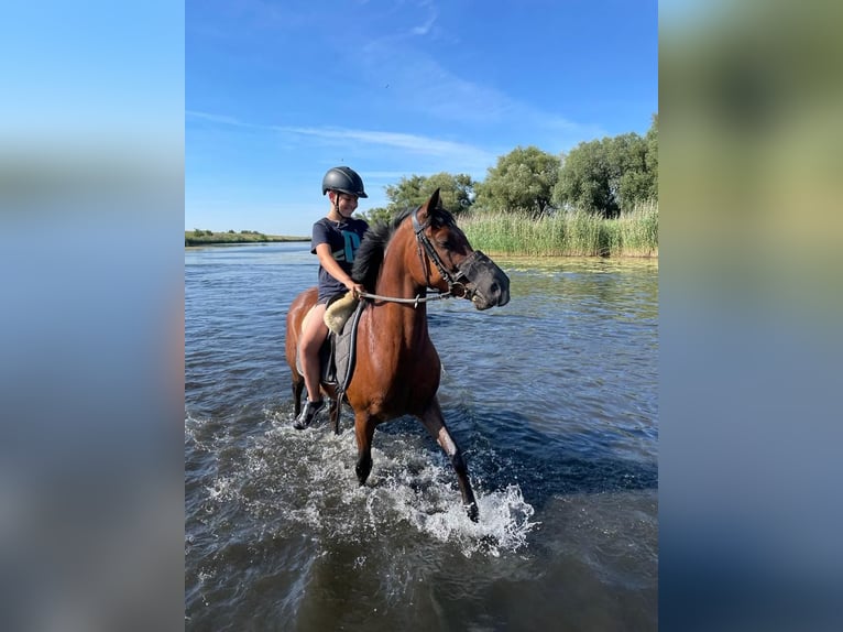 Poney de selle allemand Hongre 17 Ans 146 cm Bai brun in Gödnitz