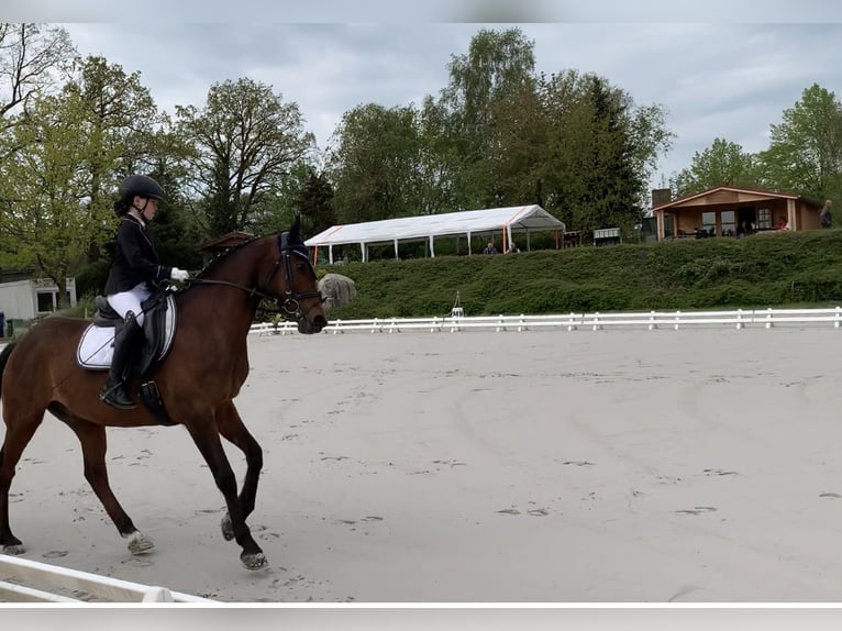 Poney de selle allemand Hongre 17 Ans 146 cm Bai brun in Gödnitz