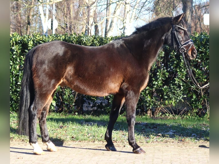 Poney de selle allemand Hongre 17 Ans 147 cm Bai brun in Selsingen