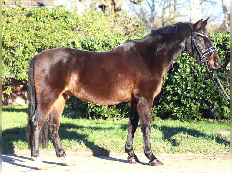 Poney de selle allemand Hongre 17 Ans 147 cm Bai brun in Selsingen