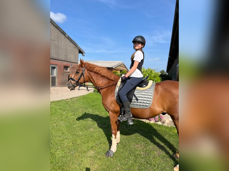 Poney de selle allemand Hongre 17 Ans 148 cm Alezan in Hamburg Steilshoop