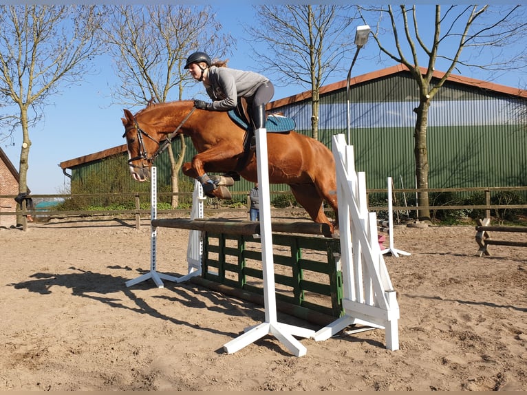 Poney de selle allemand Hongre 17 Ans 148 cm Alezan in Dötlingen