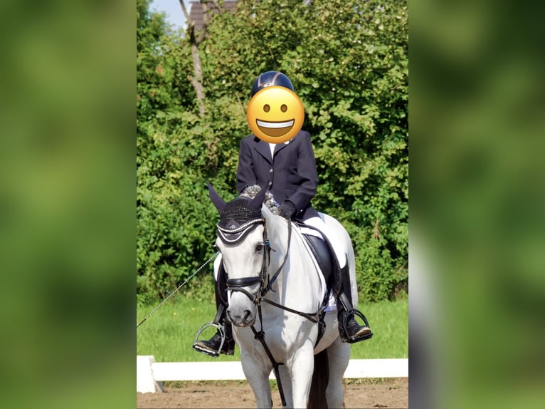 Poney de selle allemand Hongre 17 Ans 148 cm Blanc in OberhausenOberhausen