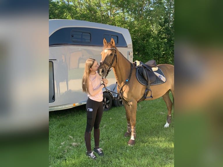 Transporter facilement une selle de cheval