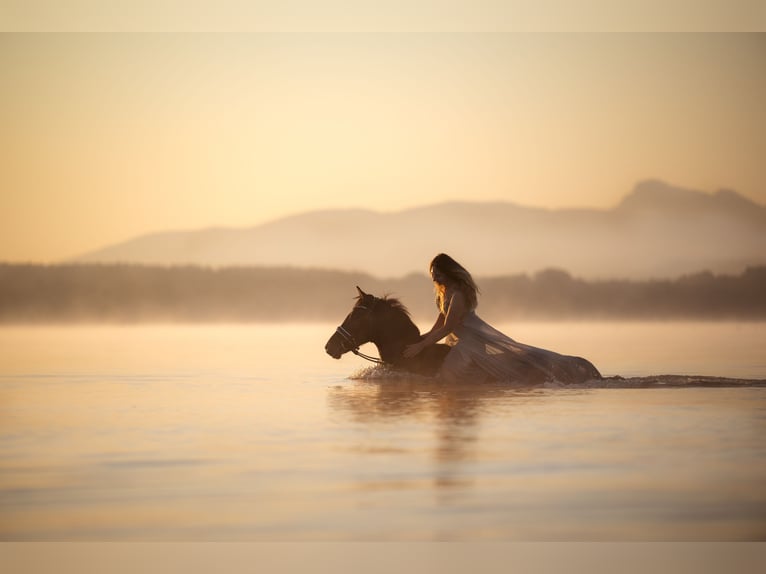 Poney de selle allemand Hongre 17 Ans 150 cm Bai brun foncé in Rosenheim