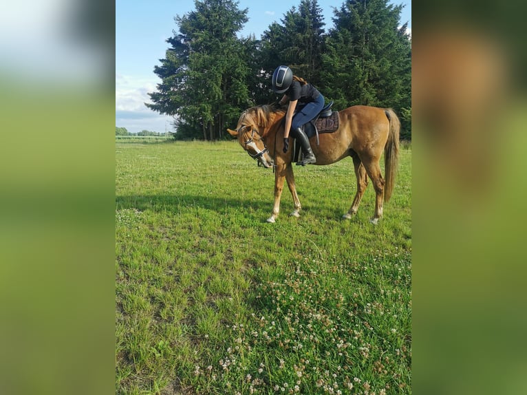 Poney de selle allemand Croisé Hongre 17 Ans 154 cm Alezan in Tornesch