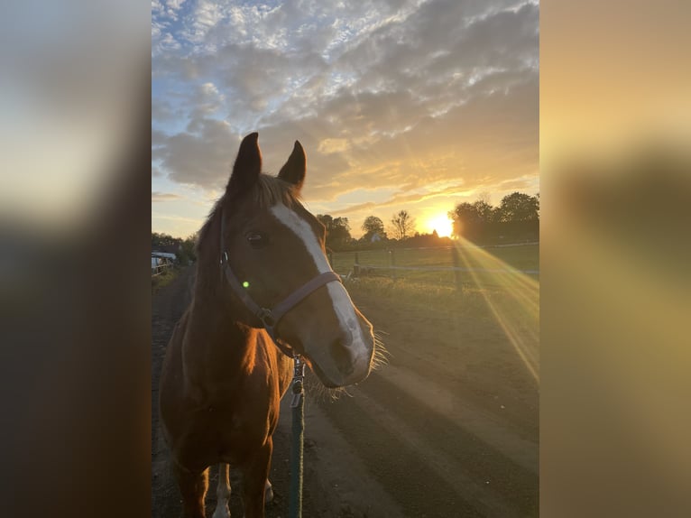 Poney de selle allemand Croisé Hongre 17 Ans 154 cm Alezan in Tornesch