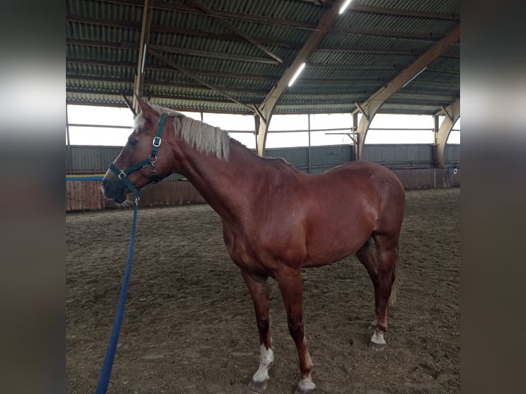 Poney de selle allemand Croisé Hongre 17 Ans 154 cm Alezan in Norderstedt