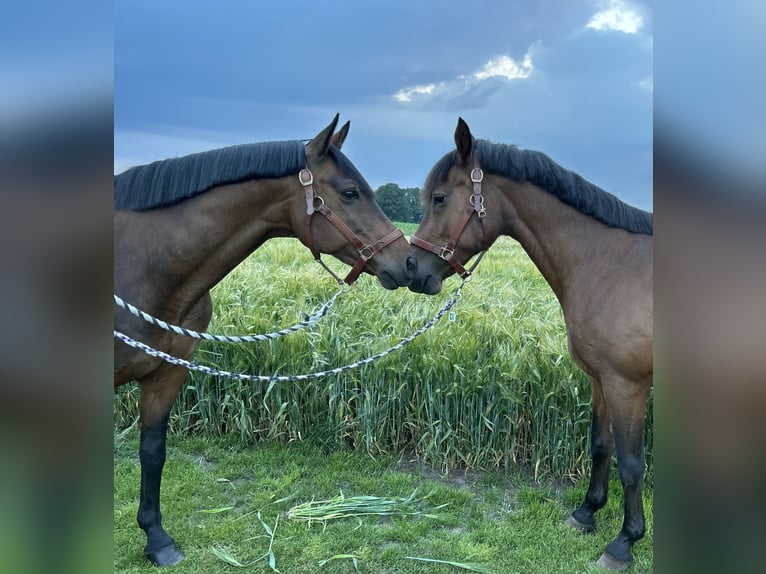 Poney de selle allemand Hongre 18 Ans 148 cm Bai brun in Alfhausen