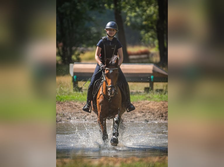 Poney de selle allemand Hongre 18 Ans 148 cm Bai in Senden