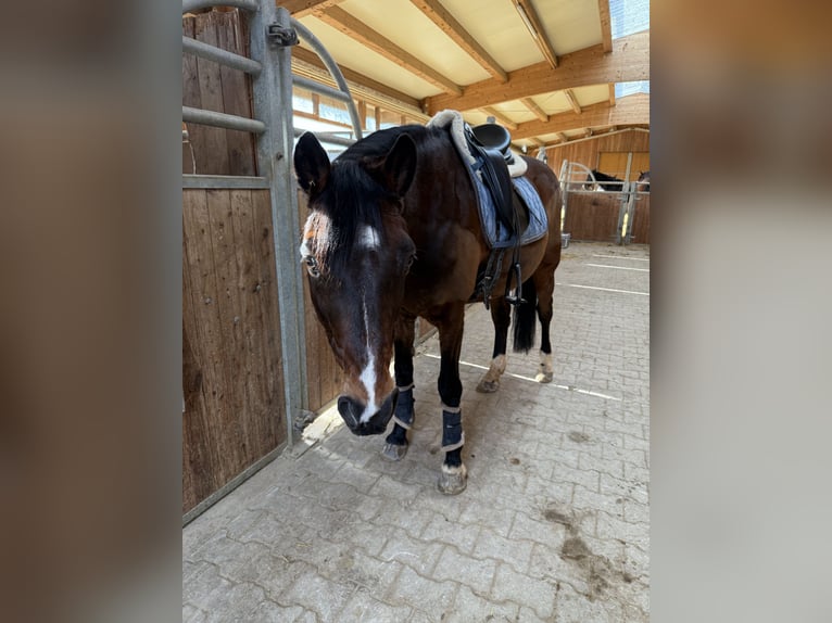 Poney de selle allemand Hongre 18 Ans 148 cm Bai in Villingen-Schwenningen