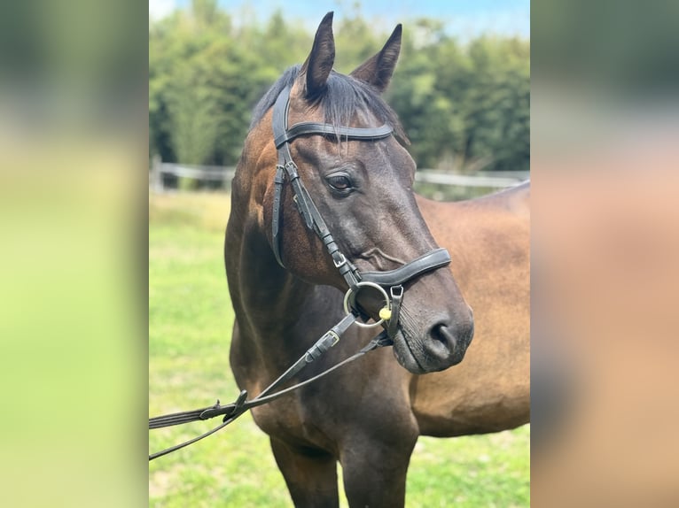 Poney de selle allemand Hongre 18 Ans 148 cm Bai in WedemarkWedemark Poney de selle allemand Hongre 18 Ans 148 cm Bai in WedemarkWedemark