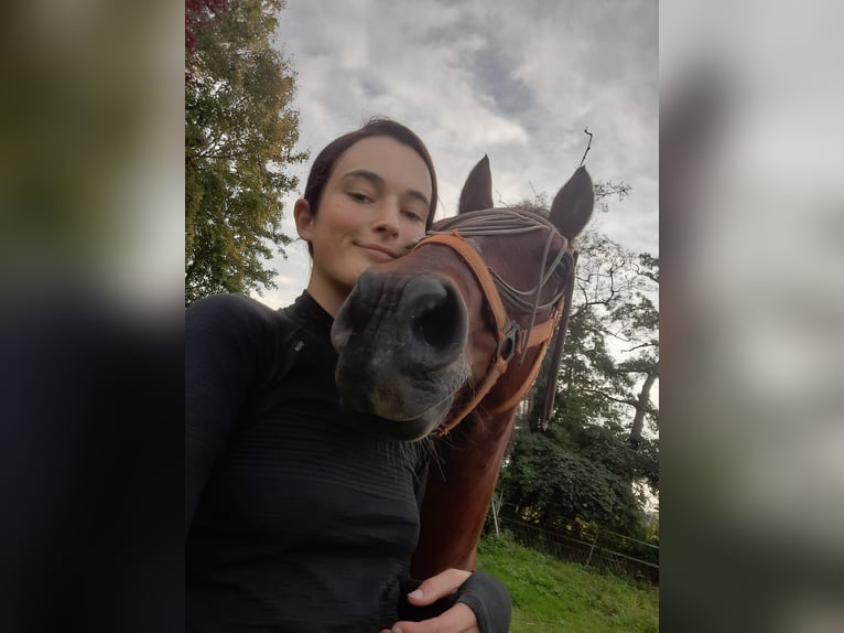 Poney de selle allemand Hongre 19 Ans 146 cm Alezan brûlé in Vierhöfen