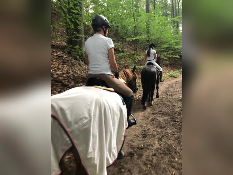 Poney de selle allemand Hongre 19 Ans 147 cm Alezan in Mülheim an der Ruhr