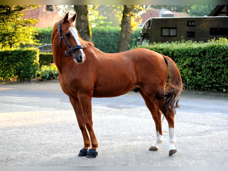 Poney de selle allemand Hongre 19 Ans 148 cm Alezan in Lähden