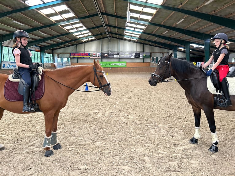 Poney de selle allemand Hongre 19 Ans 148 cm Alezan in Lähden