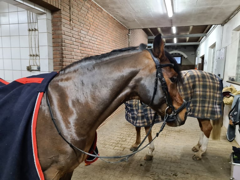 Poney de selle allemand Hongre 19 Ans 148 cm Bai in Recklinghausen