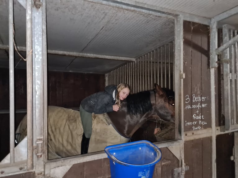 Poney de selle allemand Hongre 19 Ans 148 cm Bai in Recklinghausen