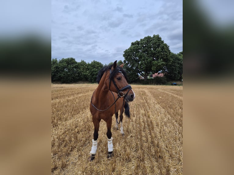 Poney de selle allemand Hongre 19 Ans 148 cm Bai in Recklinghausen