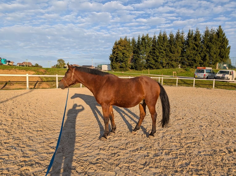 Poney de selle allemand Hongre 19 Ans 150 cm Bai in Gschwandt