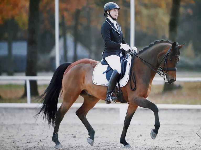 Poney de selle allemand Hongre 19 Ans 150 cm Bai in Gschwandt