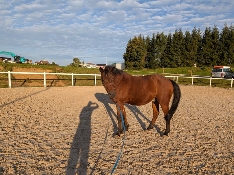 Poney de selle allemand Hongre 19 Ans 150 cm Bai in Gschwandt