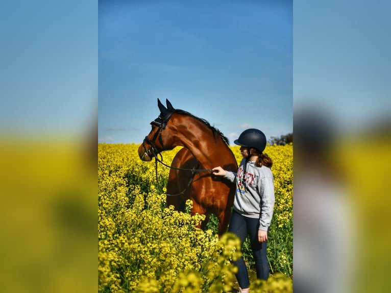 Poney de selle allemand Hongre 19 Ans 152 cm Bai brun in Iserlohn