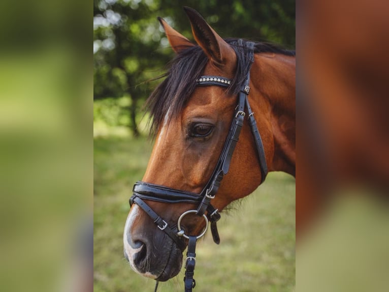 Poney de selle allemand Hongre 19 Ans 152 cm Bai brun in Iserlohn