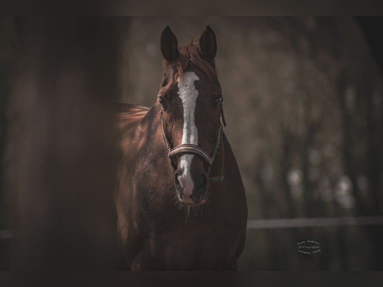 Poney de selle allemand Hongre 19 Ans 153 cm Alezan in Tønder
