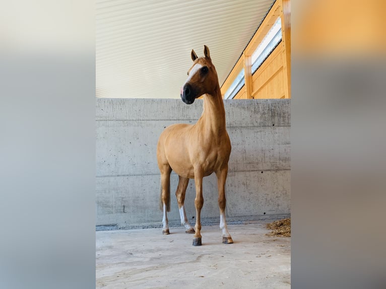 Poney de selle allemand Hongre 19 Ans 153 cm Palomino in Dürnau