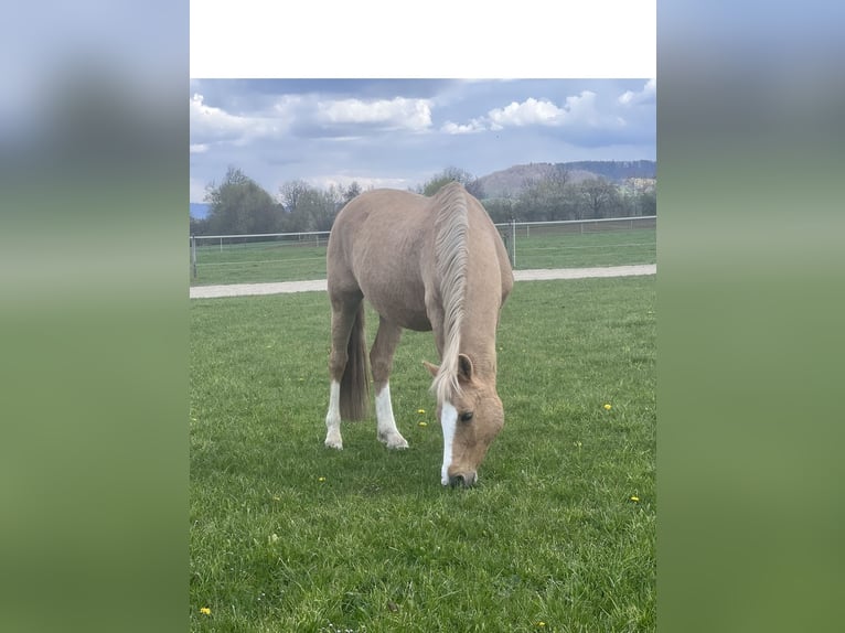 Poney de selle allemand Hongre 19 Ans 153 cm Palomino in Dürnau