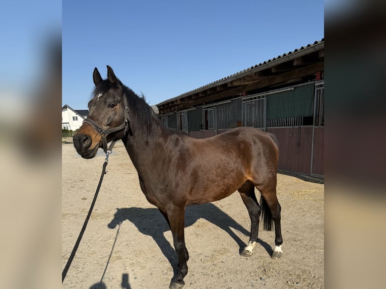 Poney de selle allemand Hongre 19 Ans 156 cm Bai brun in Wassenberg