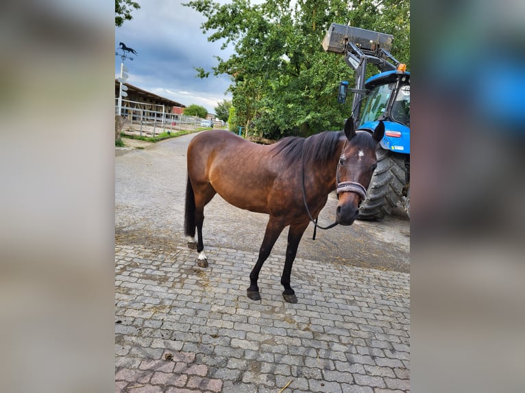Poney de selle allemand Hongre 19 Ans 156 cm Bai brun in Wassenberg