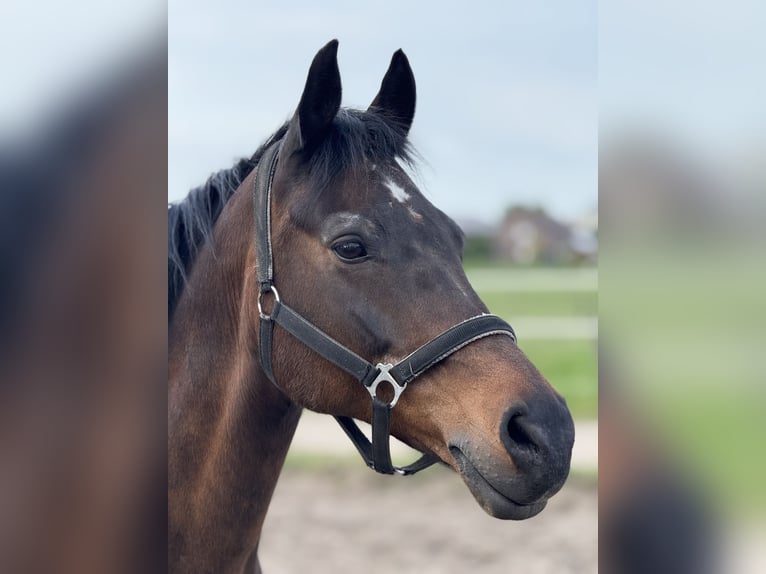 Poney de selle allemand Hongre 19 Ans 156 cm Bai brun in Wassenberg