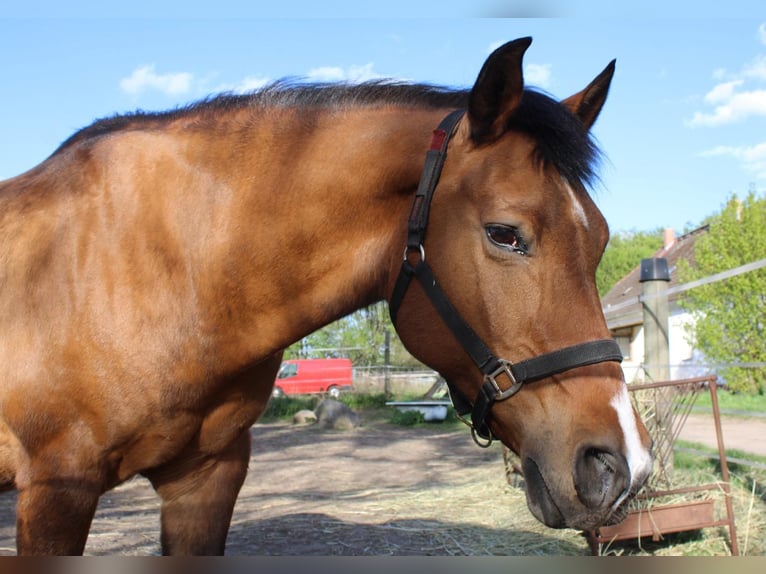 Poney de selle allemand Croisé Hongre 19 Ans Isabelle in Templin