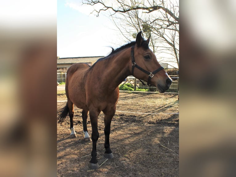 Poney de selle allemand Croisé Hongre 19 Ans Isabelle in Templin