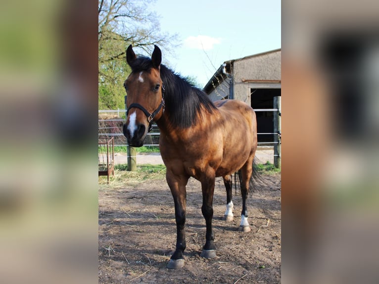 Poney de selle allemand Croisé Hongre 19 Ans Isabelle in Templin