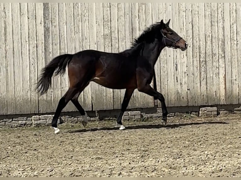 Poney de selle allemand Hongre 1 Année 140 cm Bai in Bassum