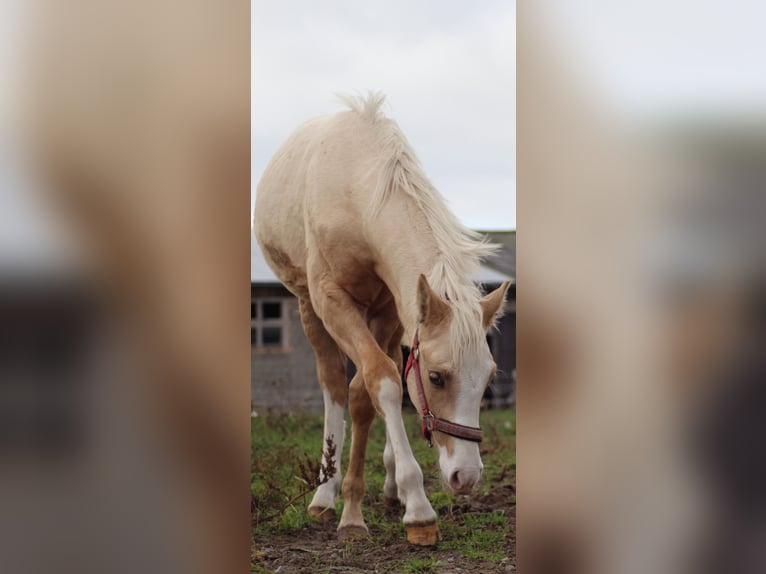 Poney de selle allemand Hongre 1 Année 150 cm Palomino in Bahrdorf