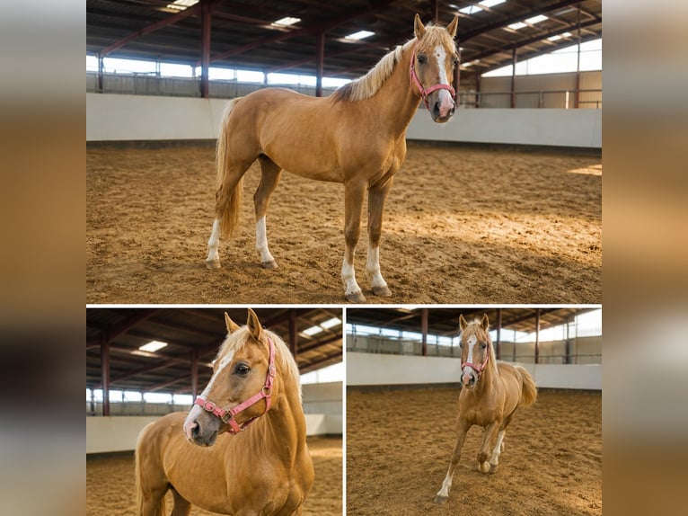 Poney de selle allemand Croisé Hongre 1 Année 152 cm Alezan brûlé in Papenburg