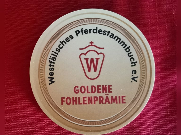 Poney de selle allemand Hongre 1 Année Alezan brûlé in Frankenberg (Eder)