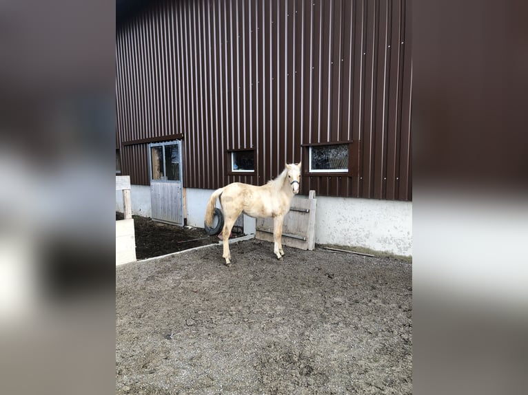 Poney de selle allemand Hongre 1 Année Palomino in Dietmannsried