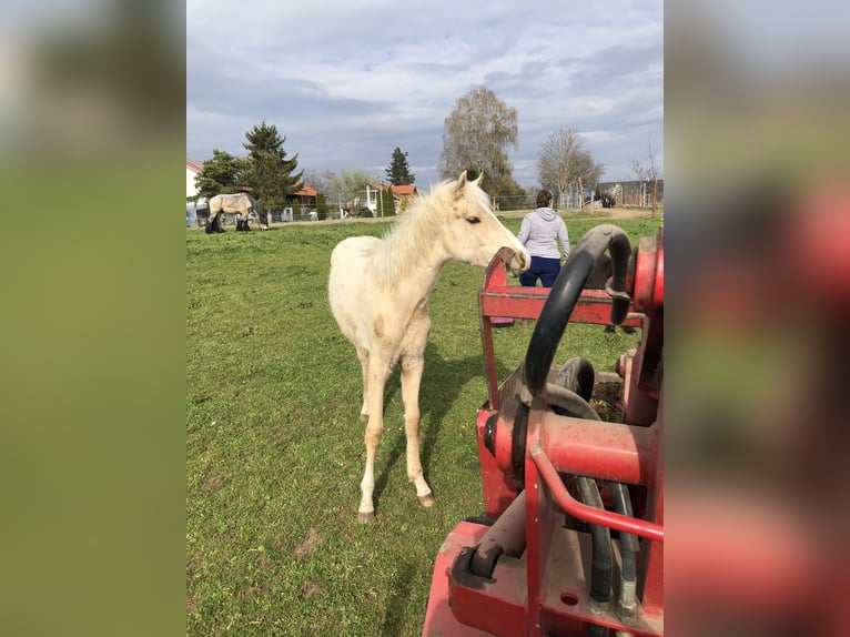 Poney de selle allemand Hongre 1 Année Palomino in Dietmannsried